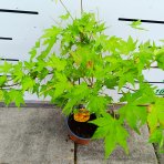Javor dlaňolistý (Acer palmatum) ´ORANGE DREAM´ - výška 50-70 cm, kont. C1,5L